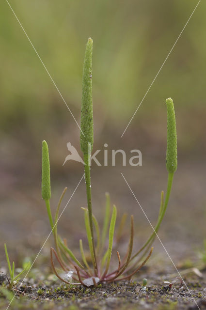 Muizenstaart (Myosurus minimus)