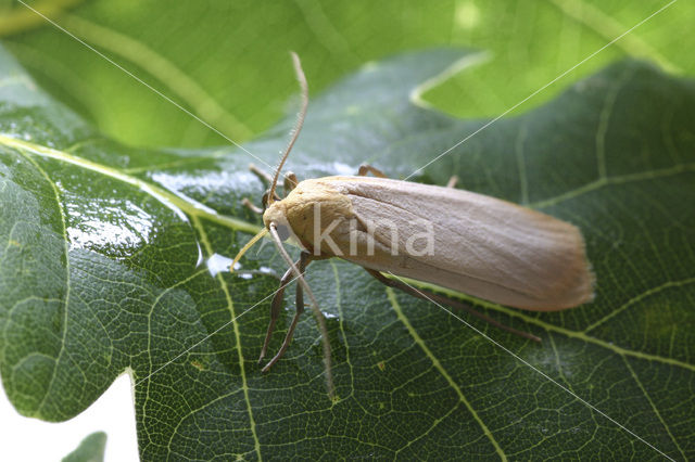 Naaldboombeertje (Eilema depressa)