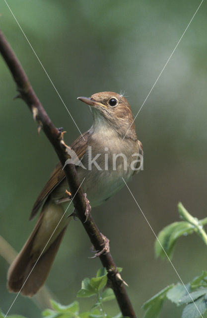 Common Nightingale (Luscinia megarhynchos)