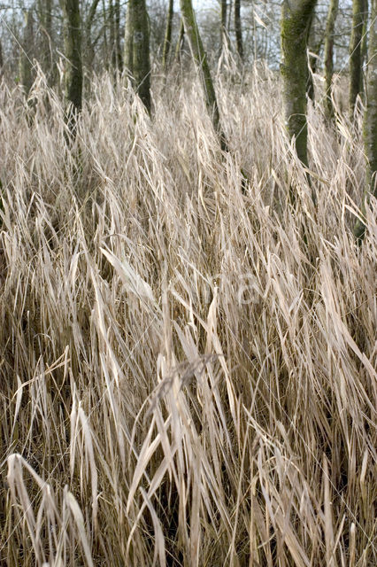 Nationaal Park De Alde Feanen