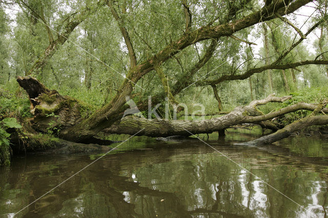 National Park de Biesbosch