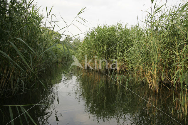 National Park de Biesbosch