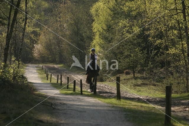 Nationaal Park Drents-Friese Wold