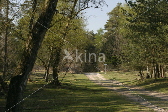 Nationaal Park Drents-Friese Wold