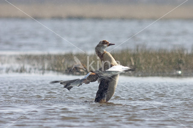 Nijlgans (Alopochen aegyptiaca)