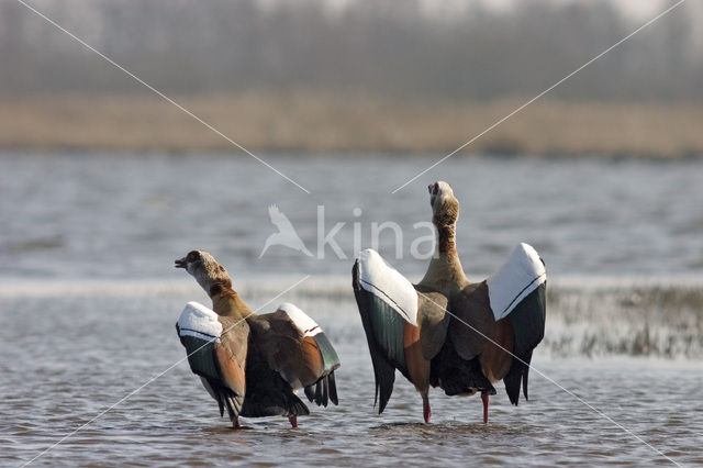 Egyptian Goose (Alopochen aegyptiaca)