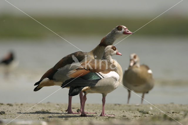 Nijlgans (Alopochen aegyptiaca)