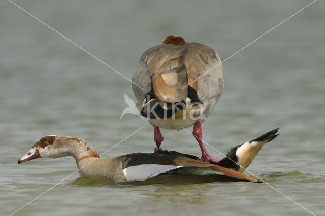 Nijlgans (Alopochen aegyptiaca)