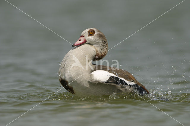 Nijlgans (Alopochen aegyptiaca)