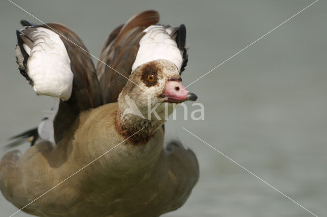 Nijlgans (Alopochen aegyptiaca)