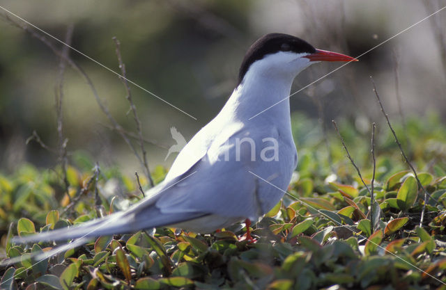 Noordse Stern (Sterna paradisaea)