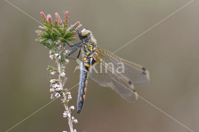 Noordse witsnuitlibel (Leucorrhinia rubicunda)