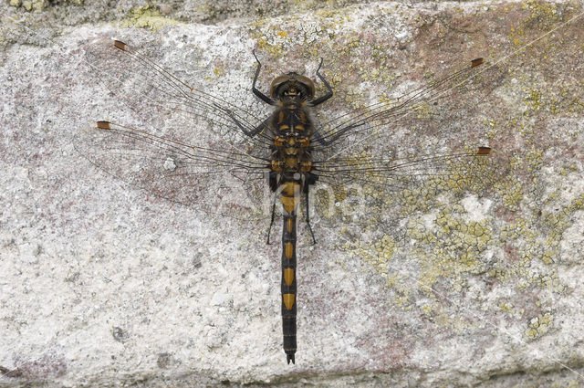 Noordse witsnuitlibel (Leucorrhinia rubicunda)