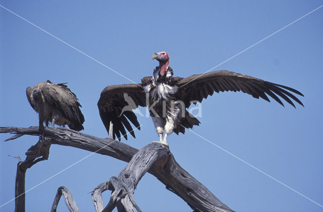 Oorgier (Torgos tracheliotos)