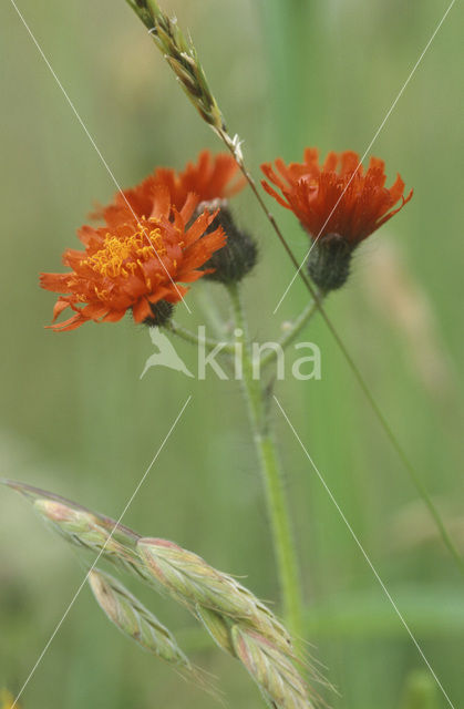 Oranje havikskruid (Hieracium aurantiacum)