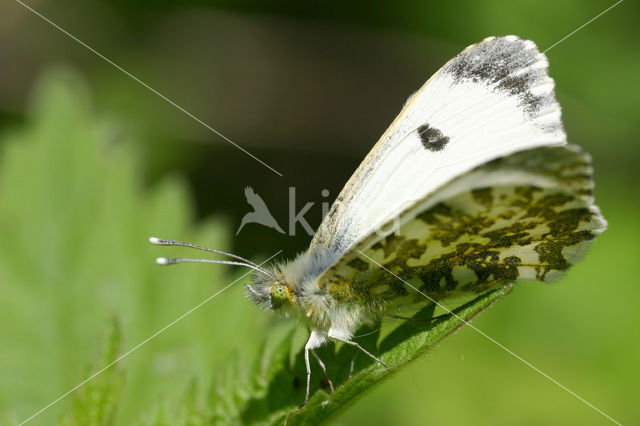 Oranjetipje (Anthocharis cardamines)