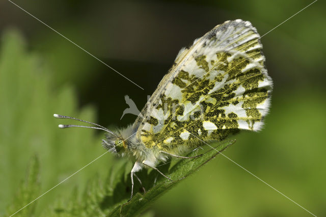 Oranjetipje (Anthocharis cardamines)