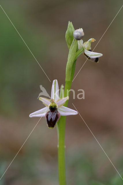 Outstanding Ophrys (Ophrys exaltata subsp. splendida)