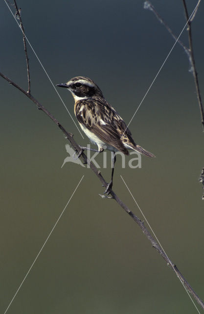 Paapje (Saxicola rubetra)