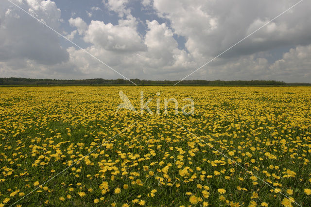 Paardenbloem (Taraxacum spec.)