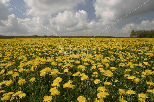 Paardenbloem (Taraxacum spec.)