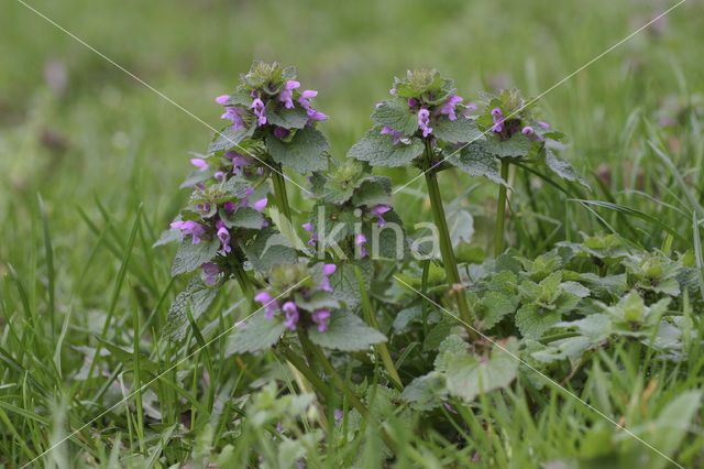 Paarse dovenetel s.s. (Lamium purpureum)