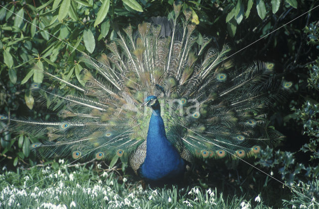 Pauw (Pavo spec.)