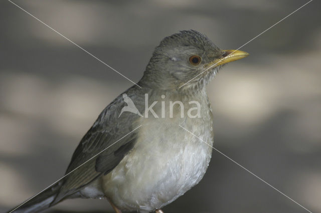 Pelioslijster (Turdus pelios)