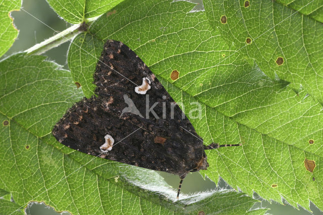 Perzikkruiduil (Melanchra persicariae)