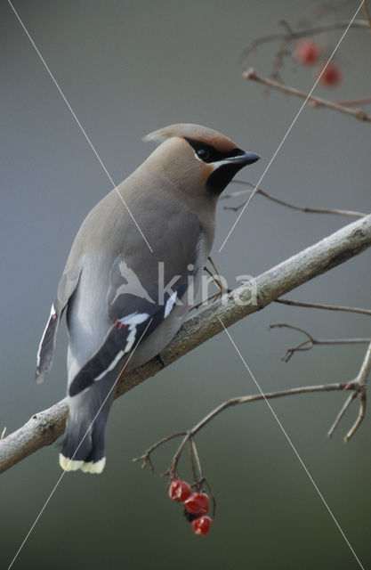 Pestvogel (Bombycilla garrulus)