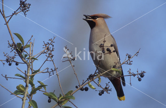 Pestvogel (Bombycilla garrulus)