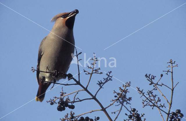 Pestvogel (Bombycilla garrulus)