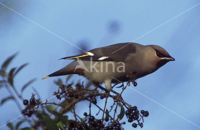 Pestvogel (Bombycilla garrulus)