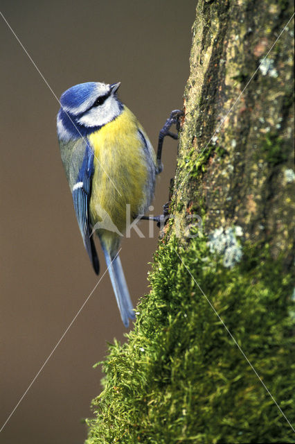 Pimpelmees (Parus caeruleus)