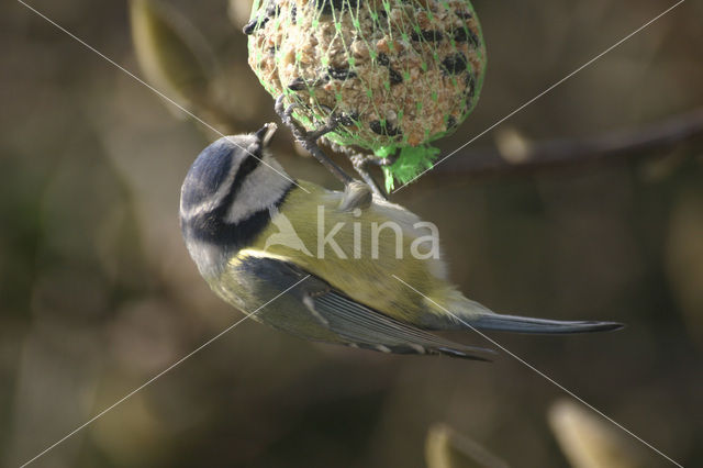 Pimpelmees (Parus caeruleus)