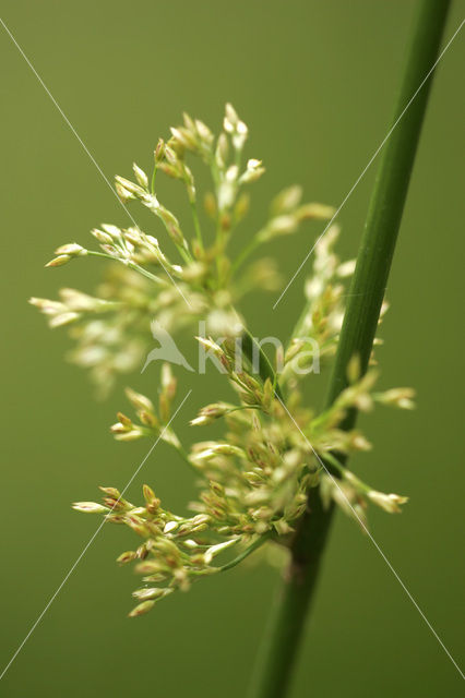 Pitrus (Juncus effusus)