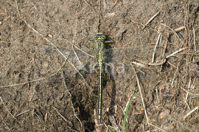 Plasrombout (Gomphus pulchellus)