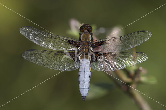 Platbuik (Libellula depressa)