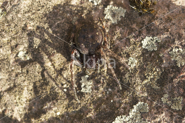 Platte wielwebspin (Nuctenea umbratica)