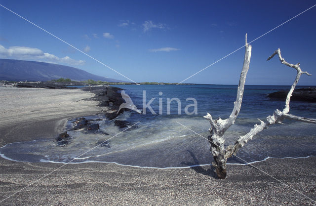 Punta Espinosa