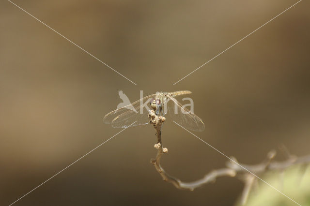 Purperlibel (Trithemis annulata)