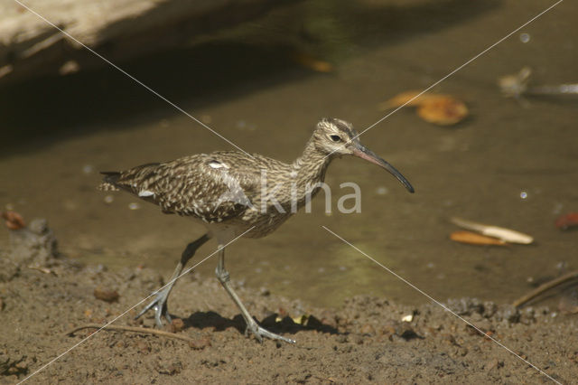 Regenwulp (Numenius phaeopus)