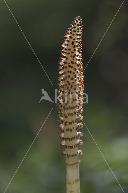 Reuzenpaardenstaart (Equisetum telmateia)