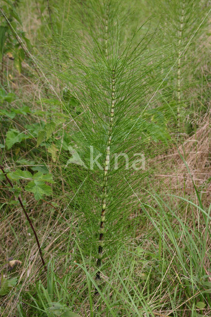 Reuzenpaardenstaart (Equisetum telmateia)