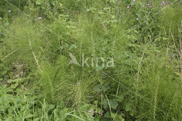 Reuzenpaardenstaart (Equisetum telmateia)