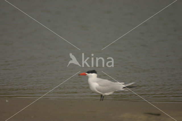 Reuzenstern (Sterna caspia)