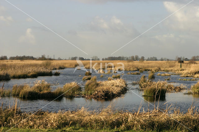 Riet (Phragmites australis)