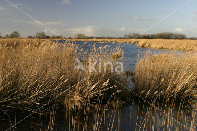 Riet (Phragmites australis)