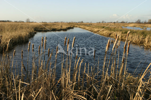 Riet (Phragmites australis)