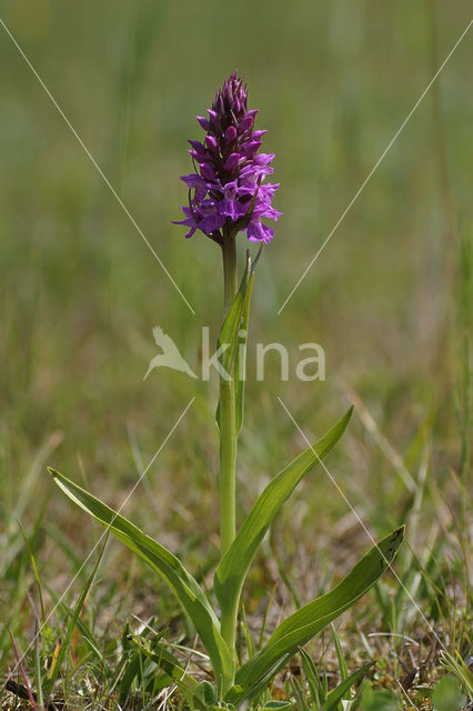 Rietorchis (Dactylorhiza praetermissa)